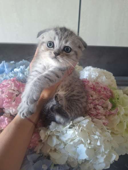 Шотландские вислоухие котята в фото 6