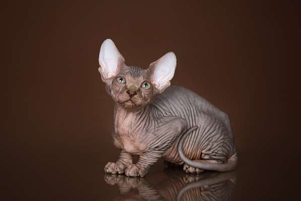 Роскошные из питомника котята Эльф, Бамбино, сфинкс в Ижевске фото 8