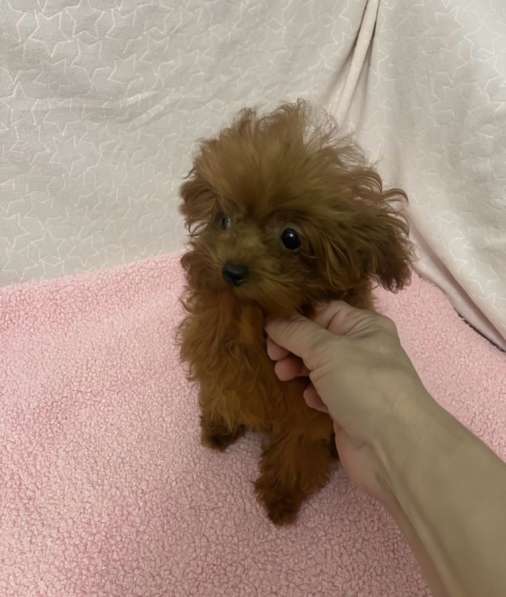 Теди пудель в Москве