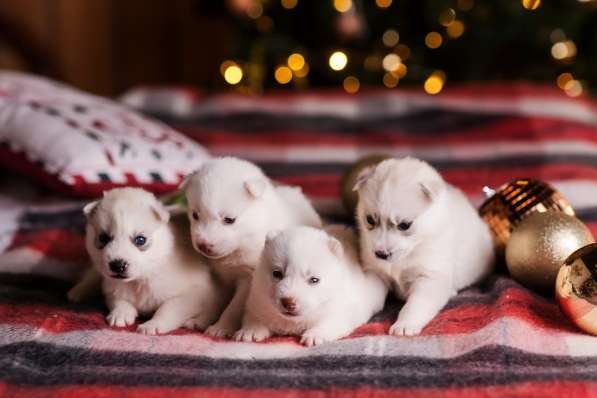 Открыта бронь на щенков хаски в Москве фото 6