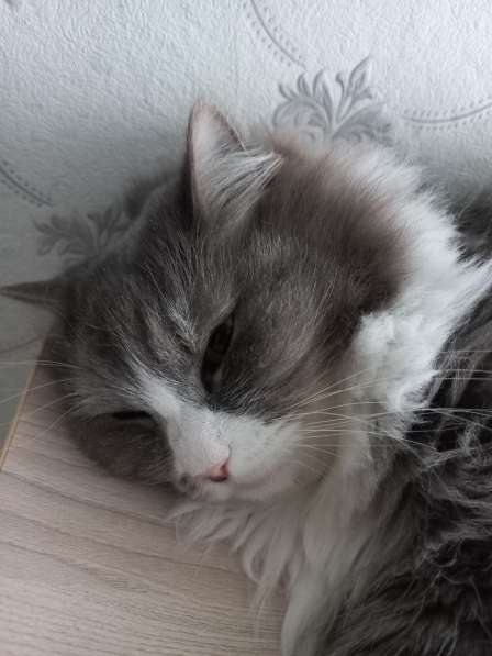 Кот сибиряк,4 года в Новосибирске фото 37