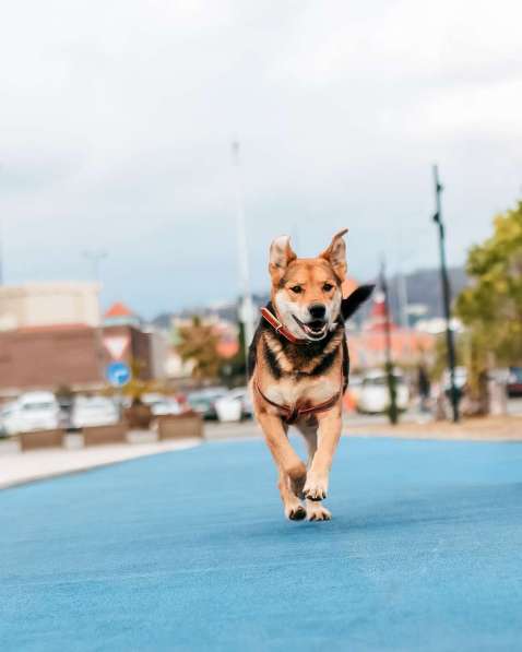 Толстушка ждёт родителей! в Москве фото 3