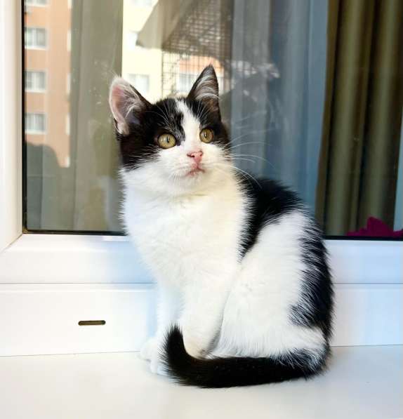 Котенок Мультик в самые добрые руки в Москве фото 3