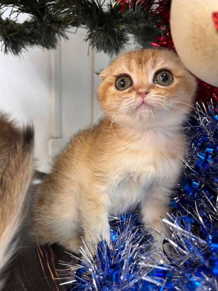 Шотландская золотая шиншила вислоухая в Новороссийске фото 6