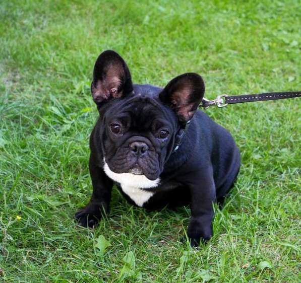 Подрощенные девочки (РКФ) в Москве фото 16