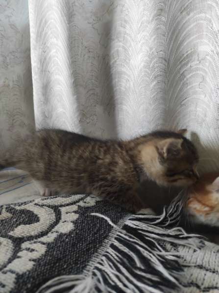 Здравствуйте. Срочно!!! Котята даром в фото 4