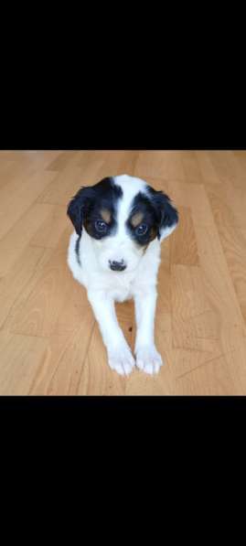 Щенки спанеэли без оплаты в Москве фото 4