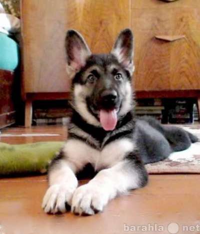 Восточно-европейская овчарка щенки вео в Москве фото 10