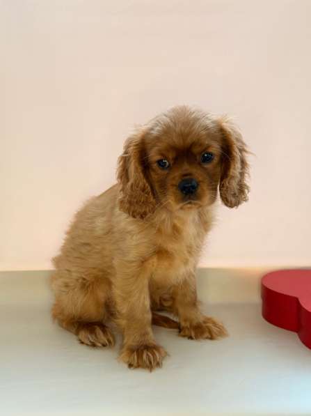 Кавалер Кинг Чарльз спаниель в Москве фото 5