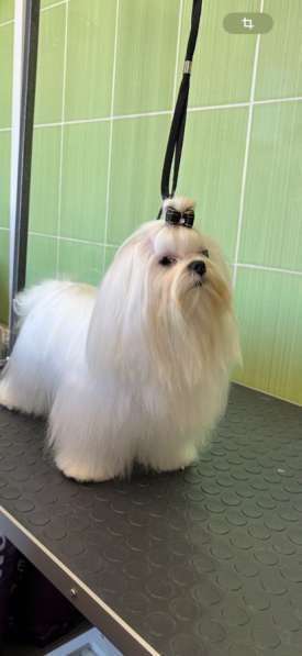 Щенки мальтезе в Горно-Алтайске фото 10