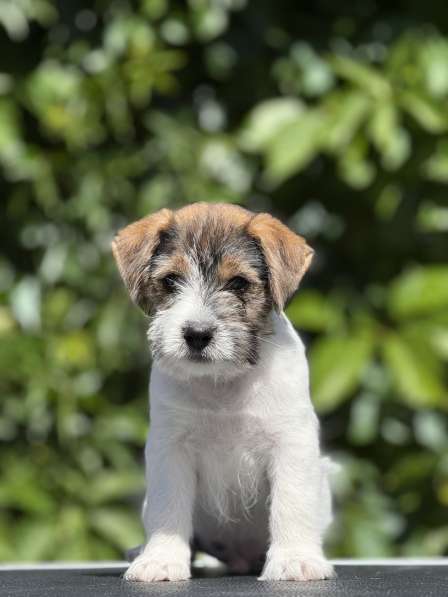 Кобель Джек Рассел терьера в Санкт-Петербурге
