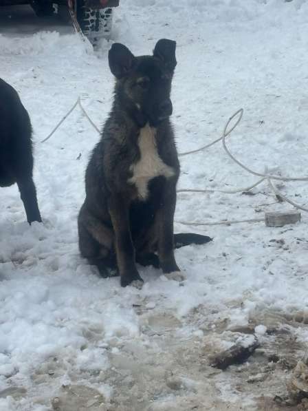 Щенки 6 месяцев помесь ВЕО