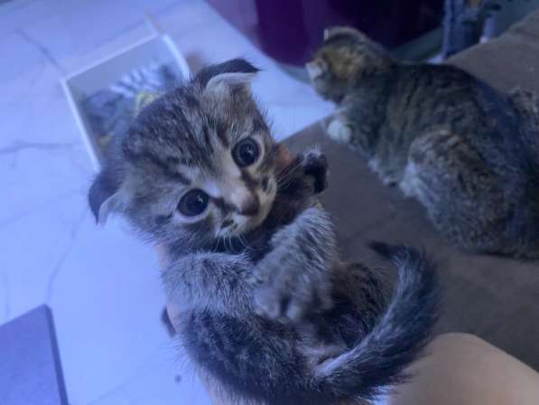 Шотландские котята в Видном фото 4