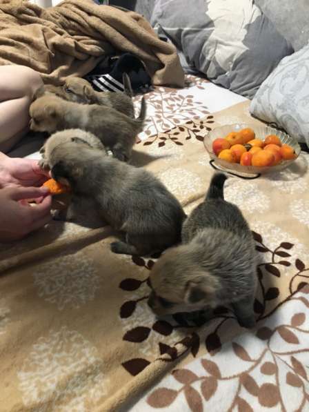 Щенки