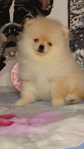 Pomeranian spitz. Cream boy