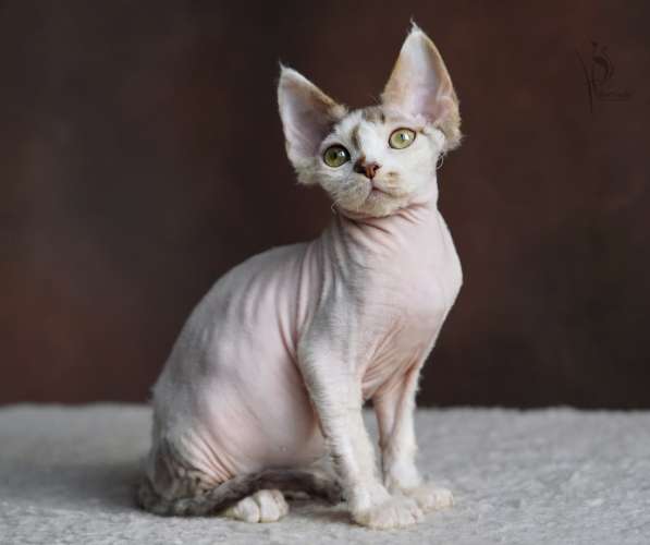 Девон-рекс мальчик арлекин в Нижнем Новгороде фото 5