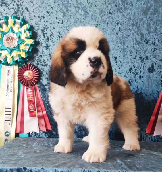 Sale. Puppies of long-haired senbernary. Arrange delivery