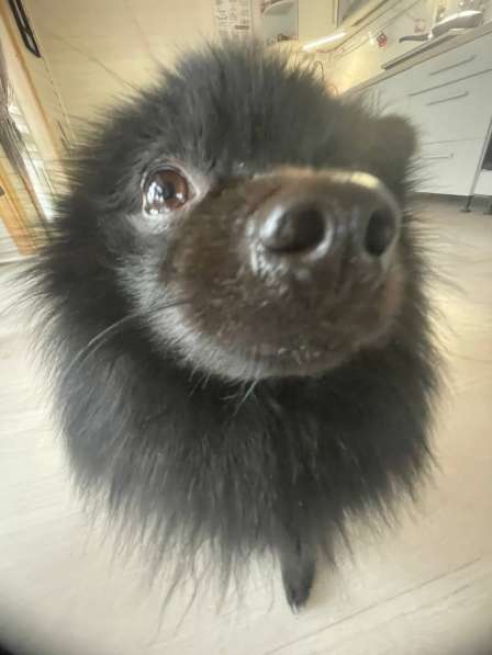 Немецкий шпиц в Санкт-Петербурге