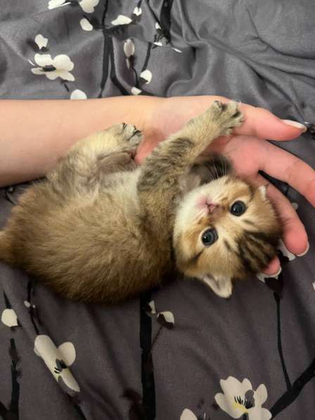 Продаются котята британской золотой шиншиллы