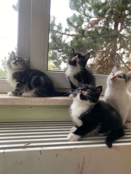 Котята в Москве фото 4