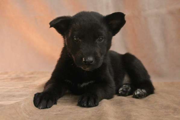 Малюсенькие красивые щеночки ищут дом в Санкт-Петербурге фото 9