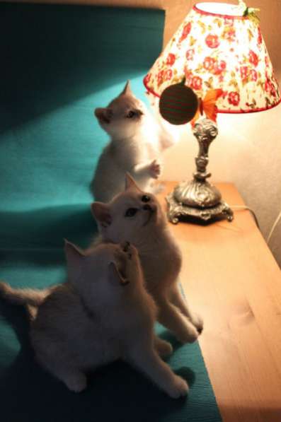 Британские котята, окраса - ns 11 в Санкт-Петербурге фото 3