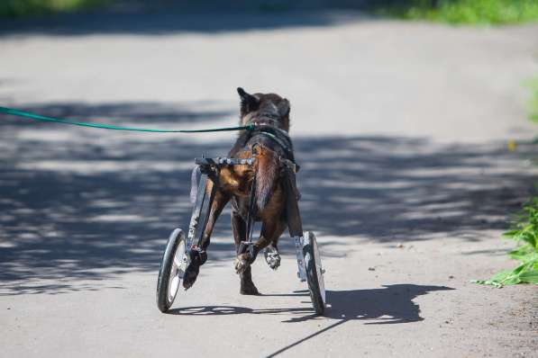 Маленькая собачка-спинальник Кения в самые добрые руки в Москве фото 10