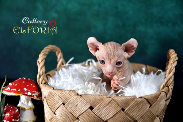 Котята Sphynx, Elf, DWELF в фото 3