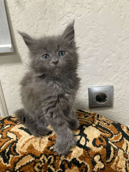 Девочка мейн Кун полидакт в Екатеринбурге фото 3