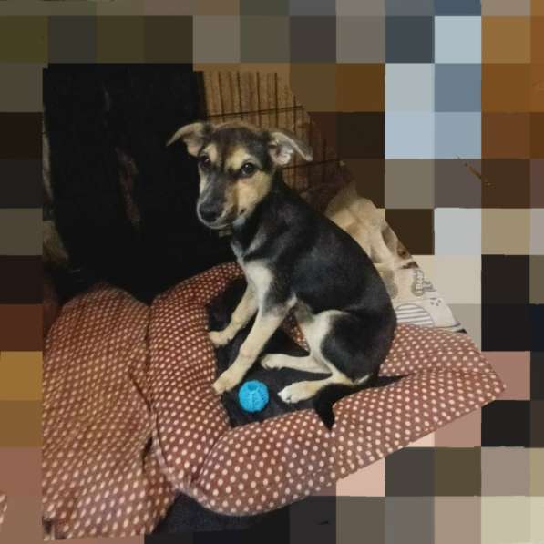 Домашний щенок от небольшой собачки в Санкт-Петербурге фото 15