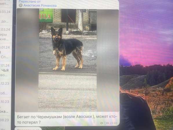 Потерялась немецкая овчарка