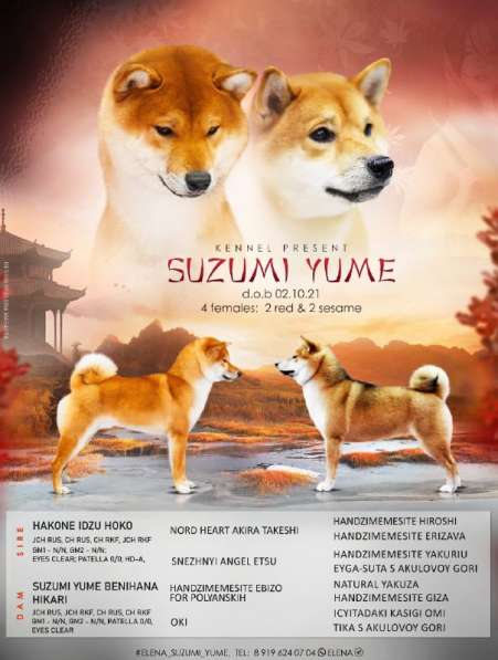 Щенки Сиба-Ину в Казани