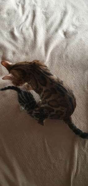 Котята Бенгалы в фото 14