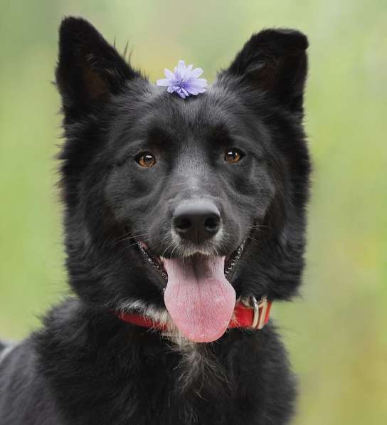 Красивый чёрный пёс в добрые руки в Москве фото 4