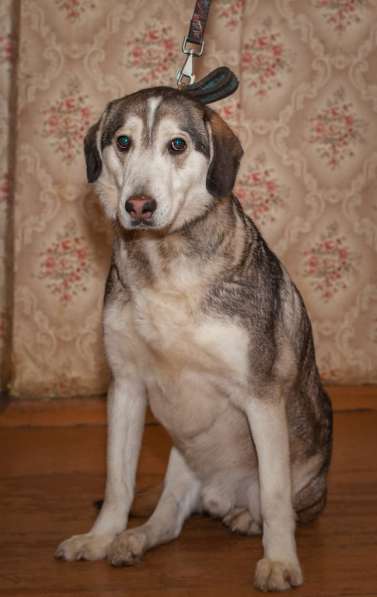 Собаке очень нужен дом в Нижнем Новгороде фото 13