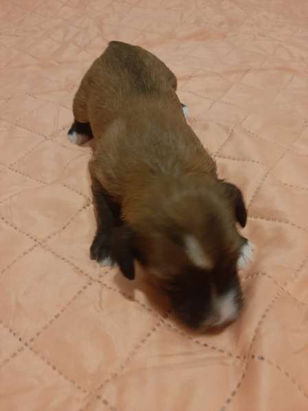 Продам щенков в фото 11