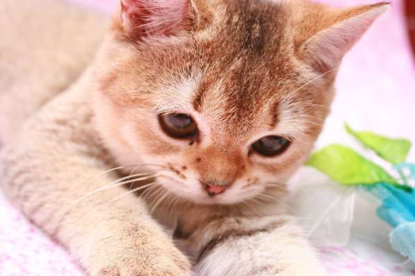 Кошки лучше любых aнтидепресaнтов в Долгопрудном фото 11