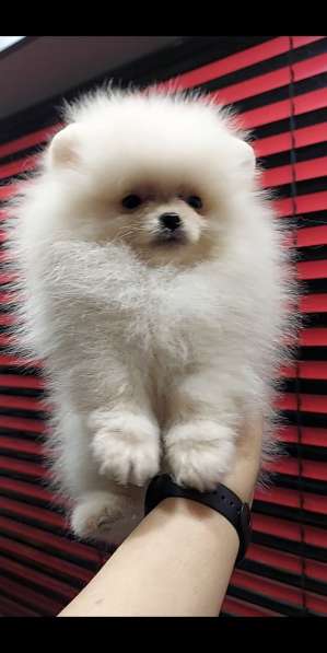 Померанский шпиц в фото 4