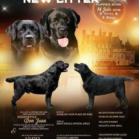 Лабрадор шоу кобель