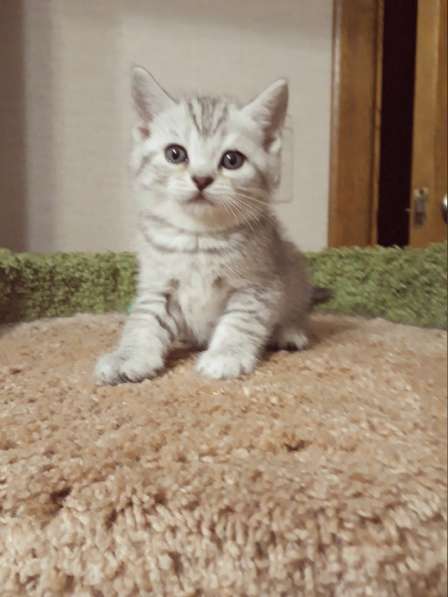 Прелестный британский котенок окрас серебристая шиншилла в Санкт-Петербурге