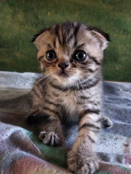 Мраморные шотландские котята в фото 28
