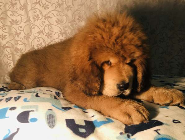 Тибетский мастиф щенки в Твери фото 21