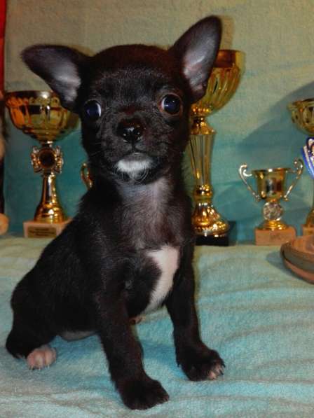 Щенок Чихуахуа ШОУ класса в Санкт-Петербурге
