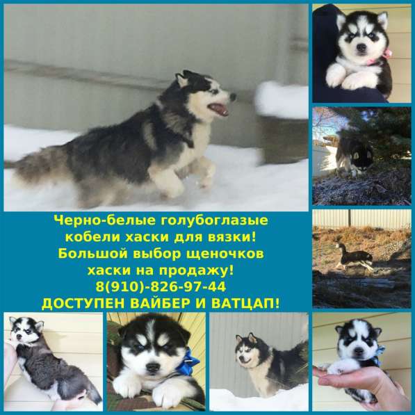 Хаски для вязки и на продажу