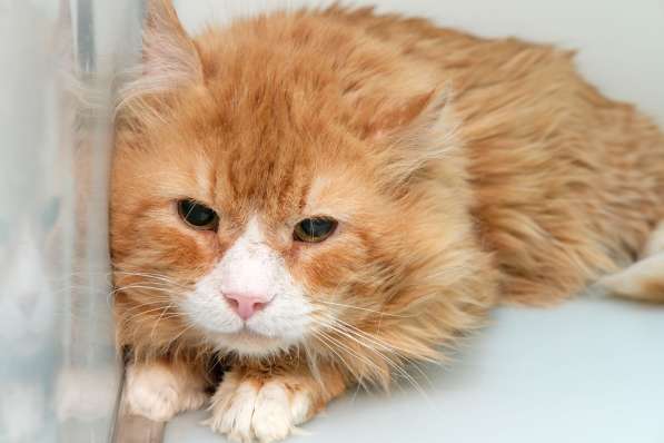 Скоро ли Крас встретит своего хозяина в Москве