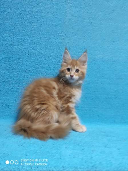 Котики мей-кун из питомника в Владимире фото 24