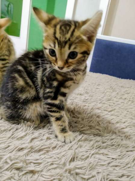 Продам котят Бенгалы в фото 12