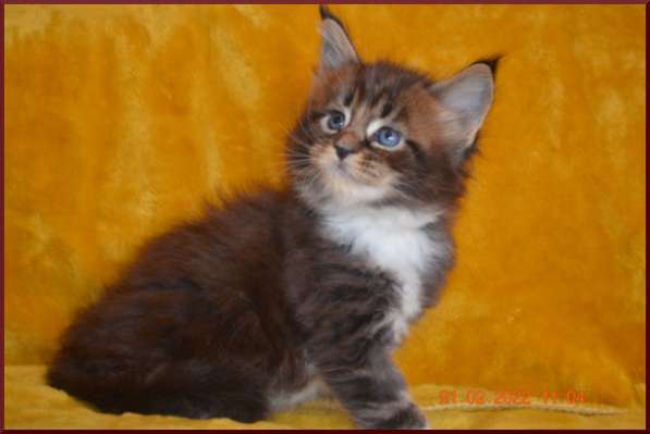 Роскошный черный котик мейн-кун из питомника в Астрахани фото 107