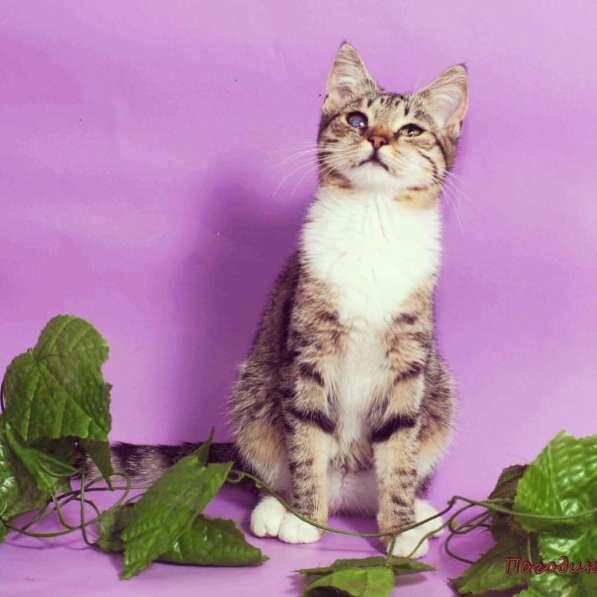 Особенная кошечка очень ждет хозяина