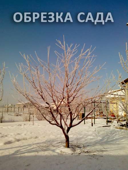 Зимняя обрезка плодовых деревьев